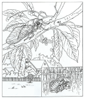 A coloring page of nature in the backyard